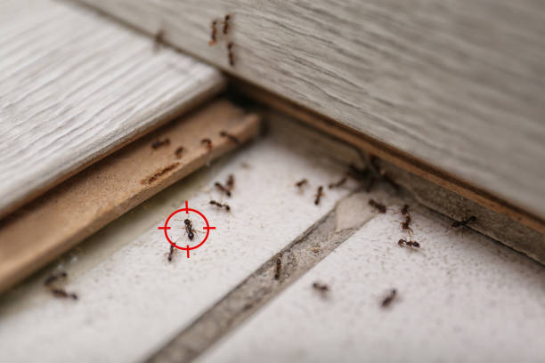 Best Emergency Pest Control  in Tyndall, SD