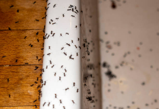 Best Commercial Pest Control Services  in Tyndall, SD