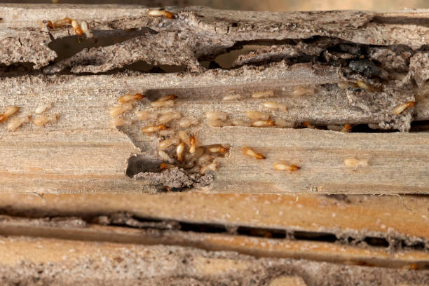 Best Bed Bug Extermination  in Tyndall, SD